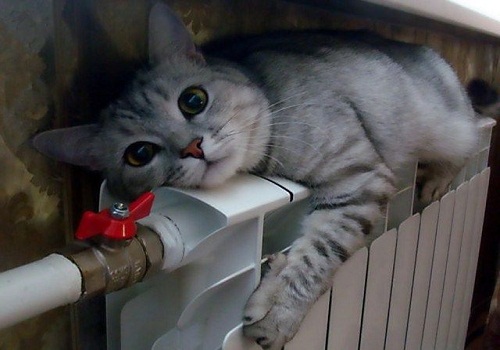 кот.jpg