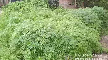 В Коростышеве копы ликвидировали конопляную плантацию — «фермер» утверждает, что посеял зелье для личных нужд (ФОТО)