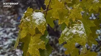 Похолодание, мокрый снег и сильные порывы ветра: погода в Житомире