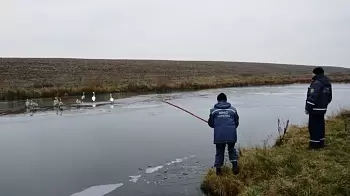 Спасение ЛЕБЕДЕЙ из ЗАМЕРЗШЕГО ПРУДА