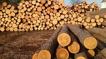 Верховная Рада отменила мораторий на экспорт леса