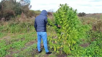 Более 500 кг сухой конопли обнаружили бердичевские полицейские (ВИДЕО)