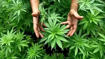 В Украине могут разрешить использование марихуаны в медицинских и научных целях